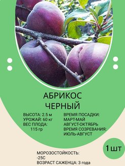Отзыв на Абрикос, саженец абрикоса, плодовые деревья для сада