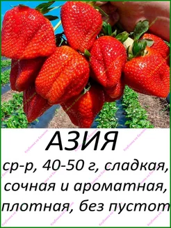 Скидка на Клубника Азия