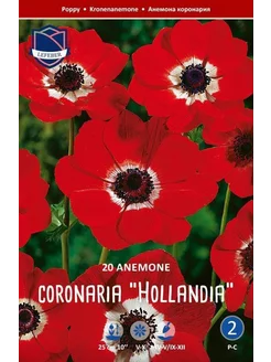 Скидка на Анемона корончатая Холландия (Anemone Hollandia), 20 шт