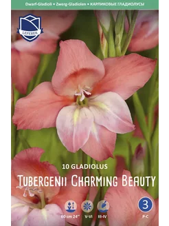 Скидка на Гладиолус Тубергена Чарминг Бьюти (Charming Beauty), 10 шт