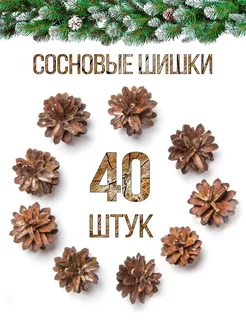 Скидка на Хвойные сосновые шишки для поделок 40