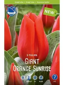 Скидка на Тюльпан Джаент Оранж Санрайз (Giant Orange Sunrise), 5 шт