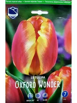 Скидка на Тюльпан Оксфорд Вондер (Oxford Wonder), 15 шт