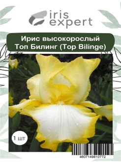 Отзыв на Iris Expert Ирис высокорослый Топ Билинг (Top Bilinge), 1 шт