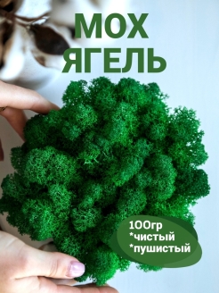 Отзыв на Стабилизированный мох ягель природного оттенка, 100 гр, для декора, озеленения и дизайна интерьера